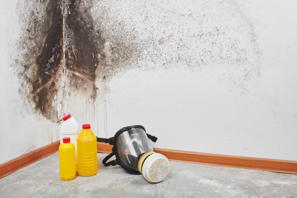 Best Mold Cleaning Services  in West Pasco, WA