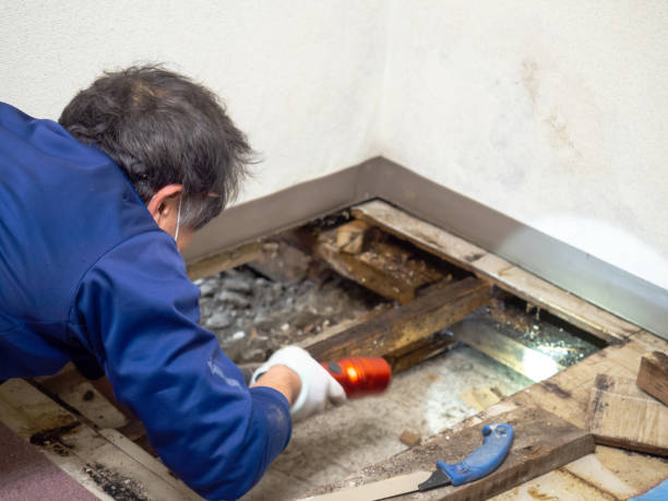 Best Local Mold Removal Service  in West Pasco, WA