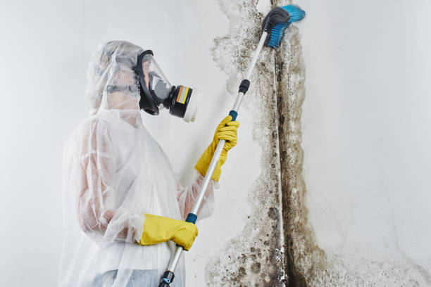 Best Mold Testing  in West Pasco, WA