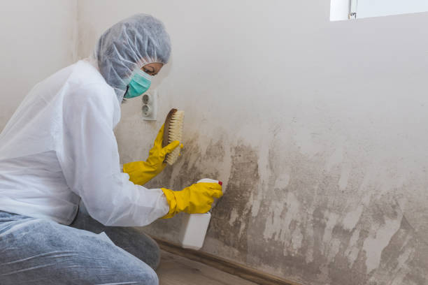 Best Mold Remediation  in West Pasco, WA