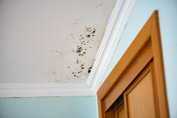 Best Mold Removal Company Near Me  in West Pasco, WA