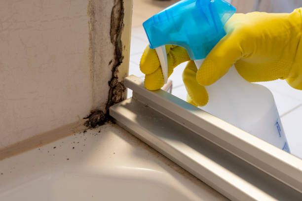 Best Same-Day Mold Removal  in West Pasco, WA