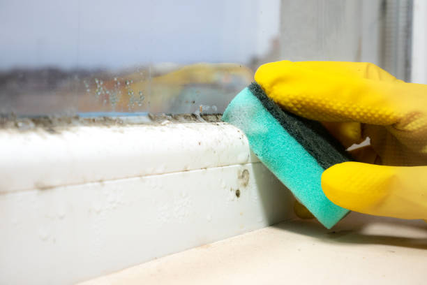Mold Removal and Inspection in West Pasco, WA