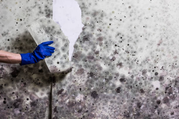 Best Affordable Mold Removal  in West Pasco, WA