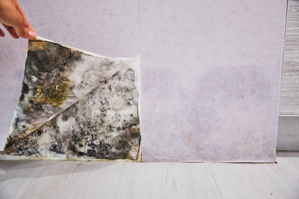 Best Best Mold Removal Companies  in West Pasco, WA